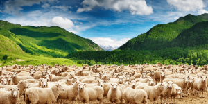Çobanın biri dere kenarında koyunlarını otlatıyormuş