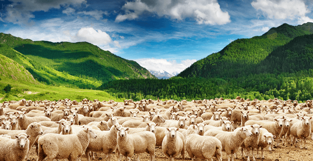 Çobanın biri dere kenarında koyunlarını otlatıyormuş