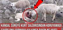 Kangal köpeği, koyun sürüsünü kurt saldırısından koruyamayınca